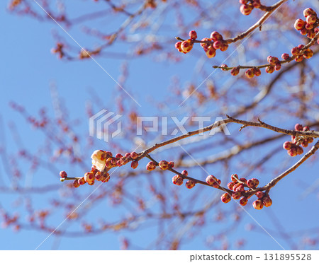 梅花 - 161 梅花 - 161 131895528