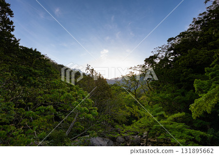 Morning sun and fresh greenery in the Western forest road area of Yakushima, a World Natural Heritage site Morning sun and fresh greenery in the Western forest road area of Yakushima, a World Natural Heritage site 131895662