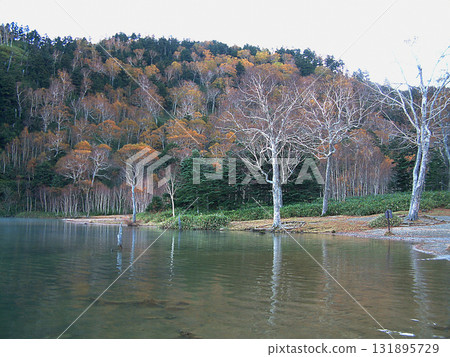 Lake Onuma / Early morning lake surface scenery transitioning from late autumn to early winter - Windless Lake Onuma, Shiga Kogen National Park 131895729