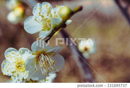 Plum Blossoms 3-28 131895737