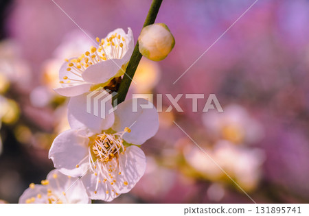 Plum Blossoms 3-32 131895741