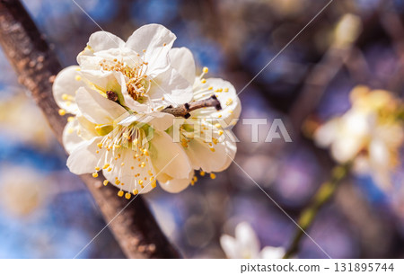 Plum Blossoms 3-35 131895744