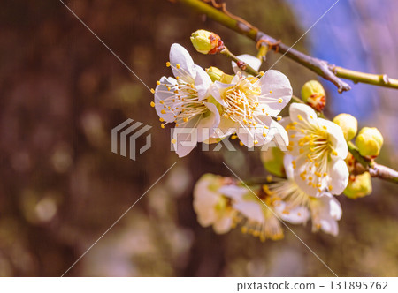 Plum Blossoms 3-58 Plum Blossoms 3-58 131895762