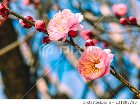 梅花3-76 131895780
