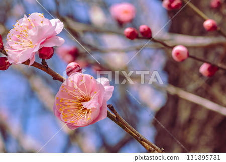 Plum Blossoms 3-77 131895781