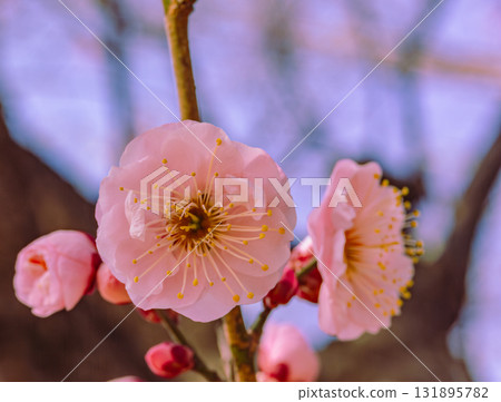 Plum Blossoms 3-78 131895782