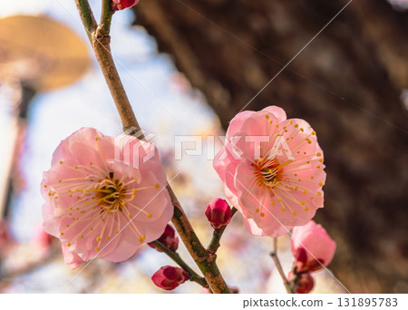 Plum Blossoms 3-79 131895783