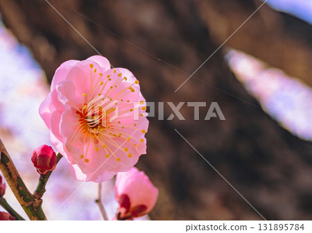 Plum Blossoms 3-80 131895784