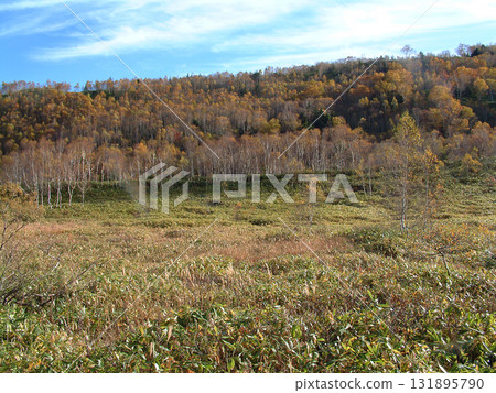 Shiga Kogen / Shiga Kogen National Park (Japanese bamboo grass and Erman's birch) where the leaves turn red and yellow from late autumn to early winter Shiga Kogen / Shiga Kogen National Park (Japanese bamboo grass and Erman's birch) where the leaves turn red and yellow from late autumn to early winter 131895790