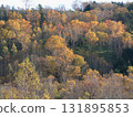 Shiga Kogen National Park, where the leaves turn red and yellow from late autumn to early winter, and the birch forest shining in the morning sun - telephoto zoom shot 131895853