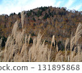 Shiga Kogen National Park, where the leaves change color from late autumn to early winter, and a birch forest seen through withered silver grass 131895868
