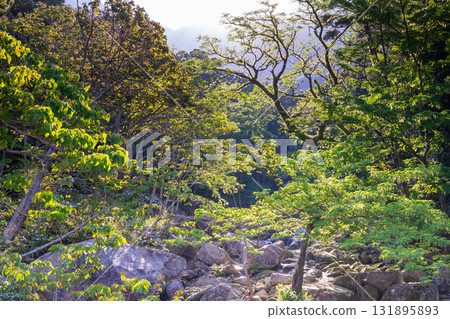 世界自然遺產屋久島西部林道地區的朝陽與新綠 131895893