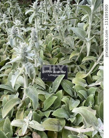 Stachys byzantina Stachys byzantina 131895900