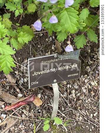 Jovellana violacea　 131895901