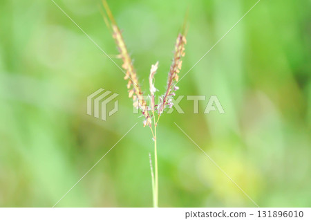 Bothriochloa ischaemum, Ischaemum rugosum or Paspalum distichum or Yellow bluestem or Echinochloa crus galli or weed Bothriochloa ischaemum, Ischaemum rugosum or Paspalum distichum or Yellow bluestem or Echinochloa crus galli or weed 131896010