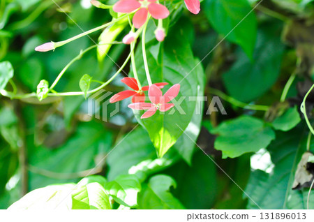 Rangoon Creeper, Chinese honey Suckle or Drunken sailor or Combretum indicum plant or pink flower 131896013