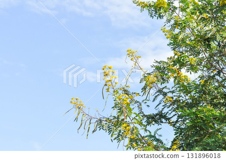 Cassod tree, FABACEAE LEGUMINOSAE CAESALPINIOIDEAE, Siamese cassia or Siamese senna or Thai copperpod or yellow flower Cassod tree, FABACEAE LEGUMINOSAE CAESALPINIOIDEAE, Siamese cassia or Siamese senna or Thai copperpod or yellow flower 131896018