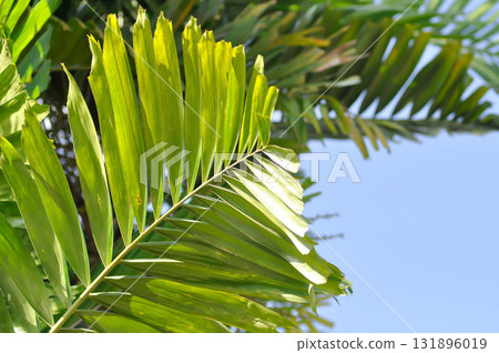 Areca catechu L or Normanbya normanbyi, Wodyetia bifurcata AK Irvine or Foxtail palm or ARECACEAE or PALMAE leaves or leaves of betel palm or betel nut or leaves of palm and sky Areca catechu L or Normanbya normanbyi, Wodyetia bifurcata AK Irvine or Foxtail palm or ARECACEAE or PALMAE leaves or leaves of betel palm or betel nut or leaves of palm and sky 131896019