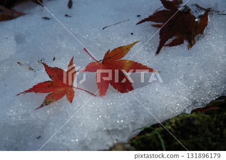 深秋/初冬時節，日本花園裡散落著新雪的紅色楓葉 - 清晨（特寫） 131896179