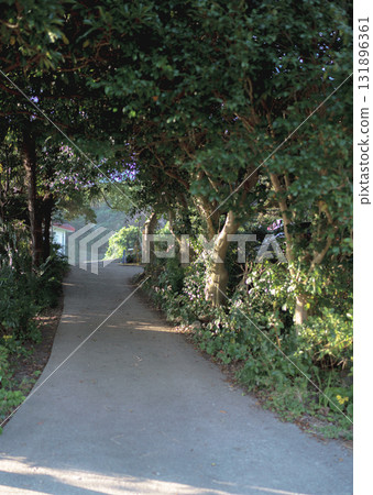 Small tree-lined tunnel road 131896361