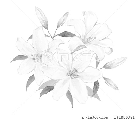 白百合花束單色插圖 131896381