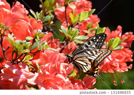 一隻蝴蝶 / 五月晴朗的天空下，一隻燕尾蝶停在一朵紅杜鵑花上（特寫） 131896835