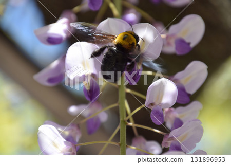 紫藤上的大黃蜂 五月晴朗的天空下，一隻大黃蜂在紫藤架間飛舞（遠攝變焦拍攝） 131896953