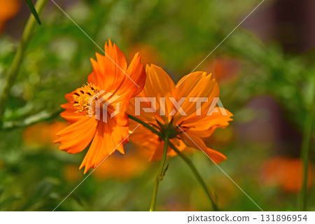 黃波斯菊 黃波斯菊 131896954