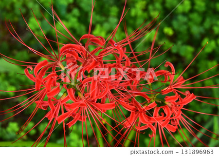 紅花石蒜的迷人魅力 紅花石蒜的迷人魅力 131896963