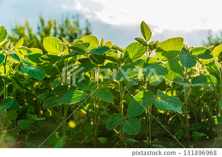 Healthy soybean plants grow tall in a vibrant field under bright sunlight, showcasing the beauty of agriculture during harvest time 131896968