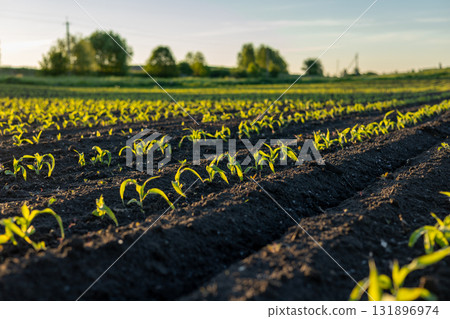 Young corn plants grow steadily in rows on rich soil, nurtured by sunlight, ready for a successful harvest in the season ahead Young corn plants grow steadily in rows on rich soil, nurtured by sunlight, ready for a successful harvest in the season ahead 131896974