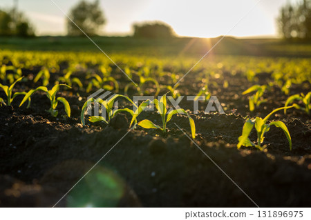 Young corn plants emerge from dark soil, basking in golden sunlight, signaling a season of growth and abundance in the field Young corn plants emerge from dark soil, basking in golden sunlight, signaling a season of growth and abundance in the field 131896975