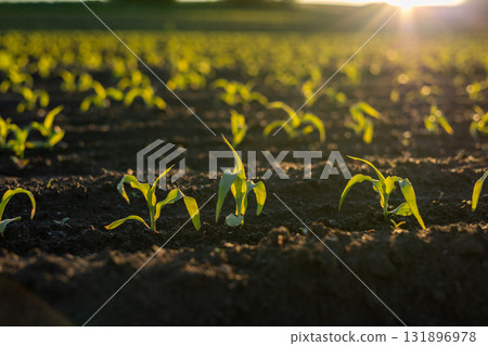 Young corn plants rise from dark soil in a field, basking in warm sunlight as they grow towards a bountiful harvest 131896978