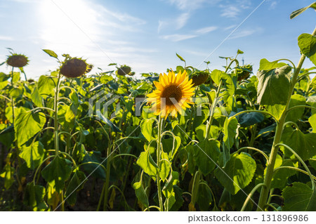 Sunflowers stand tall in a lush field, soaking up the sunlight in a stunning display of yellow and green growth on a sunny day Sunflowers stand tall in a lush field, soaking up the sunlight in a stunning display of yellow and green growth on a sunny day 131896986