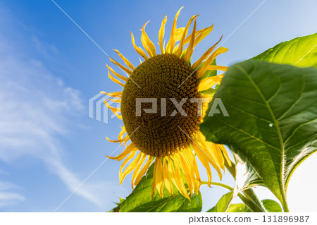 Bright yellow sunflower stands tall against a clear blue sky, showcasing its petals and vibrant green leaves under the sun Bright yellow sunflower stands tall against a clear blue sky, showcasing its petals and vibrant green leaves under the sun 131896987