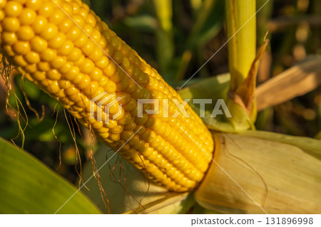 Ripe corn cob stands out in a sunny maize field, showcasing bright kernels ready for harvest during late summer 131896998
