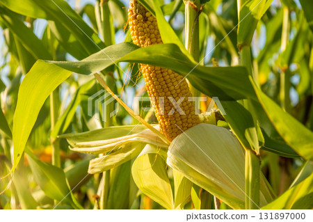 Golden corn cobs grow tall in a vibrant field, basking in sunlight, signaling a successful harvest season ahead Golden corn cobs grow tall in a vibrant field, basking in sunlight, signaling a successful harvest season ahead 131897000