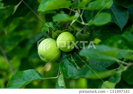Closeup green apples nestled among dense garden leaves 131897181