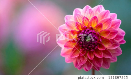 Graceful pink and orange dahlias 3 131897225
