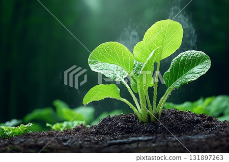 Fresh Green Plant Emerges from Rich Soil in Lush Forest Environment with Gentle Mist 131897263
