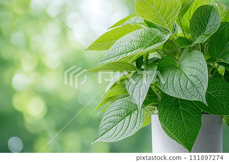 Beautiful Green Leaves of a Houseplant in a Bright Room with Soft Natural Light 131897274