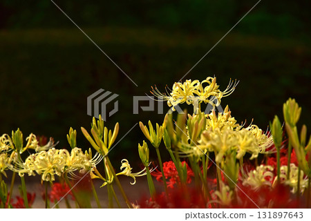 The alluring charm of red spider lilies The alluring charm of red spider lilies 131897643