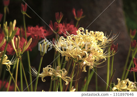 紅花石蒜的迷人魅力 紅花石蒜的迷人魅力 131897646