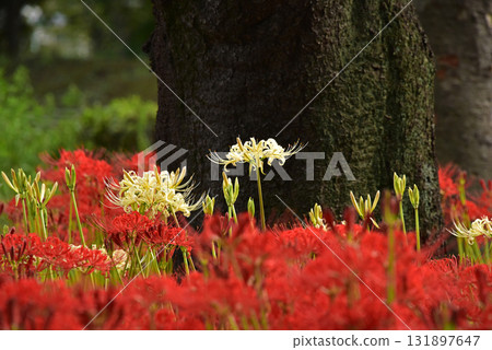 The alluring charm of red spider lilies The alluring charm of red spider lilies 131897647