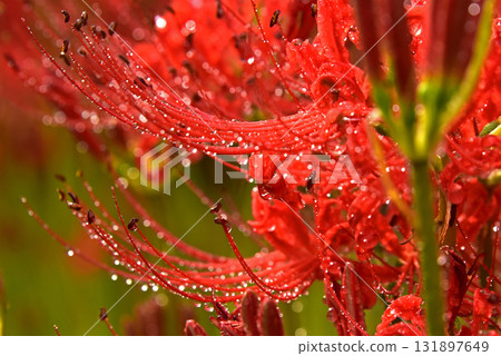 紅花石蒜的迷人魅力 131897649