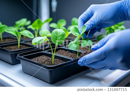 Hands in gloves planting seedlings in black trays with soil under indoor grow lights 131897715