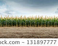 Lush Green Cornfield Under Dramatic Sky with Clouds and Sandy Soil in the Foreground 131897777