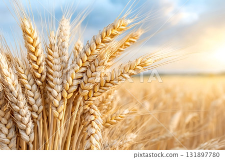 Golden Wheat Field at Sunset with Soft Light and Serene Atmosphere in Nature's Landscape Golden Wheat Field at Sunset with Soft Light and Serene Atmosphere in Nature's Landscape 131897780
