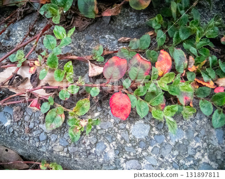 Red Leaves at the Edge of Silence Red Leaves at the Edge of Silence 131897811