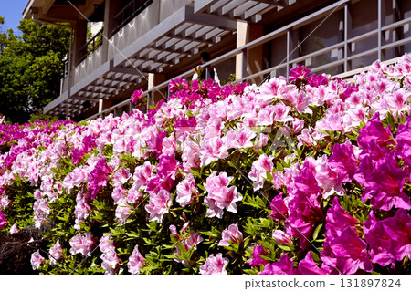 杜鵑花盛開 131897824